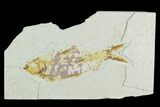Bargain, Fossil Fish (Knightia) - Wyoming #126534-1